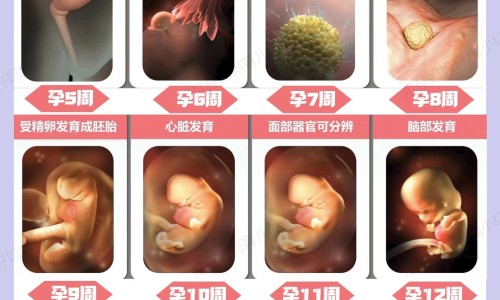 例假期间怀孕的几率有多大-例假期间怀孕的几率-专业例假期间怀孕的几率是多少平台-例假期间怀孕的几率有多大